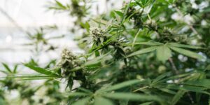 cannabis,cultivation,process,greenhouse,plant,indoor,environment,close,up,growth