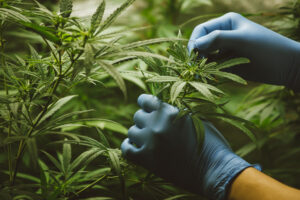 researchers,use,hand,to,hold,or,examine,cannabis,plants,in